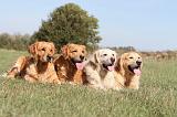 GOLDEN RETRIEVER 187